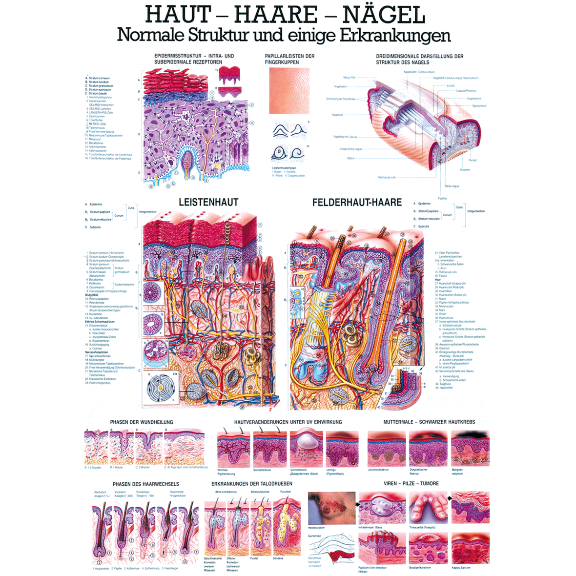 Anatomische Lehrtafel "Haut - Haare - Nägel"